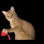 チャイさんの日常