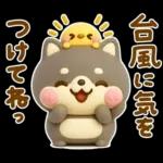 夏にかわいい♡豆柴日和