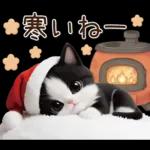 可愛いハチワレ猫 サンタ帽 冬 気づかい