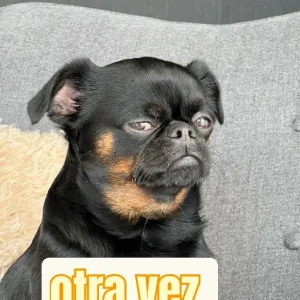 Tt0ieV