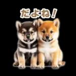 リアクションする柴犬【連絡用・日常会話】