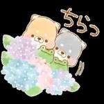 初夏❤️いやしばいぬ❤️16/柴犬