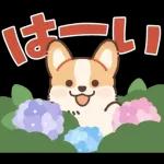 コーギーにとっての雨季と初夏