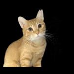 チャイさんの日常