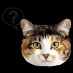 意外と使える！ネガティブなタイプの猫たち