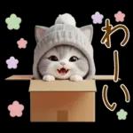 スコティッシュ猫 可愛いグレーニット 冬