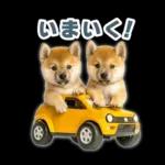 リアクションする柴犬【連絡用・日常会話】