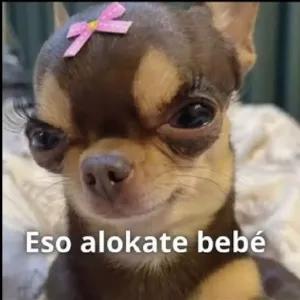 Eso alokate bebé - getsticker.com