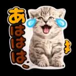 かわいい猫の写真 ぷくぷく