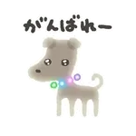 ぴかぴかわんわん