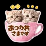 かわいい猫の写真 ぷくぷく