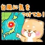 雨、梅雨、夏に使う❤️いやしばいぬ❤️柴犬
