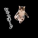 動く！猫の日常2