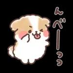 ふわふわシーズー 3歳児