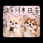 春のほんわかチワワ♡