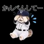 野球をする猫