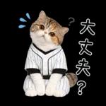 野球する猫
