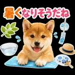 飛び出す♡雨の日わんこ