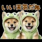 梅雨初夏♡わんこ