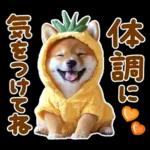 梅雨初夏♡わんこ