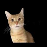 チャイさんの日常