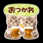 かわいい猫の写真 ぷくぷく