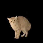 チャイさんの日常