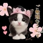可愛いハチワレ猫 春の思いやり 敬語