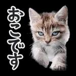 リアルな子猫ミーム（秋ハロウィン）