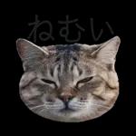 意外と使える！ネガティブなタイプの猫たち