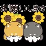 飛びだす！お返事シバイヌくん（雨の日）
