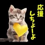 島根出雲弁☆にゃんこ