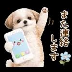 気持ち伝わる癒やしシーズー