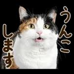 うんこ★リアルな猫