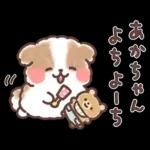 ふわふわシーズー 3歳児