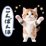 ねこちぃず♡梅雨〜初夏ver