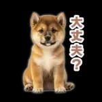 リアクションする柴犬【連絡用・日常会話】