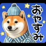 柴犬ワンダフル！！！！！