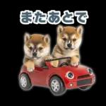 リアクションする柴犬【連絡用・日常会話】