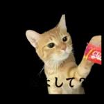 チャイさんの日常