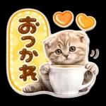 かわいい猫の写真 ぷくぷく