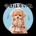 春♡とってもかわいいトイプードル