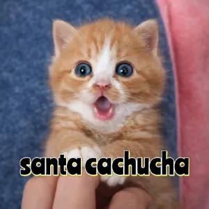 santa cachucha - getsticker.com