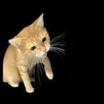 チャイさんの日常