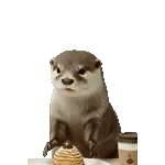 飛び出す！カワウソ