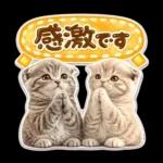 かわいい猫の写真 ぷくぷく