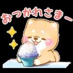 大人の夏❤️いやしばいぬ❤️柴犬