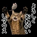 キジトラ猫飼いさんのダジャレ