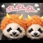 飛び出す♡まいにちパンダ