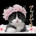 可愛いハチワレ猫 春の思いやり 敬語